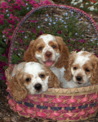 lexi pups 8 wks